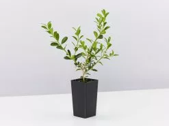 Buxus Sempervirens -Plants in a Box Sales Shop BuxusSemperuirens single 28f1b49f b952 480f 9c2c ff8eaf5684b1