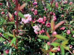 Leptospermum Scoparium Ballerina -Plants in a Box Sales Shop C1033247 CAE6 41EA 9B61 9148058847FF B6E0452C C952 41E8 8CDE 9A1BDE3CE472 aa97a1be 37ad 43b3 8e09 f05fa666e627