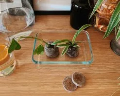 Jiffy Seed Pellet 16 Jiffy Seed Pellet -Plants in a Box Sales Shop C582F11A 30B6 4201 A2B2 62BCB291333B 67846253 B219 411C 89FD 51DC873780BF