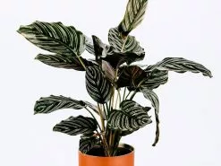 Calathea Ornata Sanderiana -Plants in a Box Sales Shop CALORS2 RS 97eb0f5f d946 4885 adf2 d4ae2c866ab3