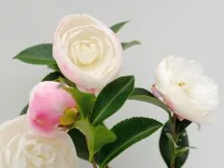 Camellia Sasanqua Early Pearly