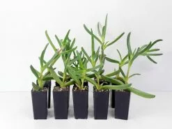 Carpobrotus Glaucescens