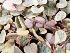 Variegated Chain Of Hearts ♡ 12 Variegated Chain Of Hearts ♡ -Plants in a Box Sales Shop CEROPEGIA WOODII VARIEGATED detail