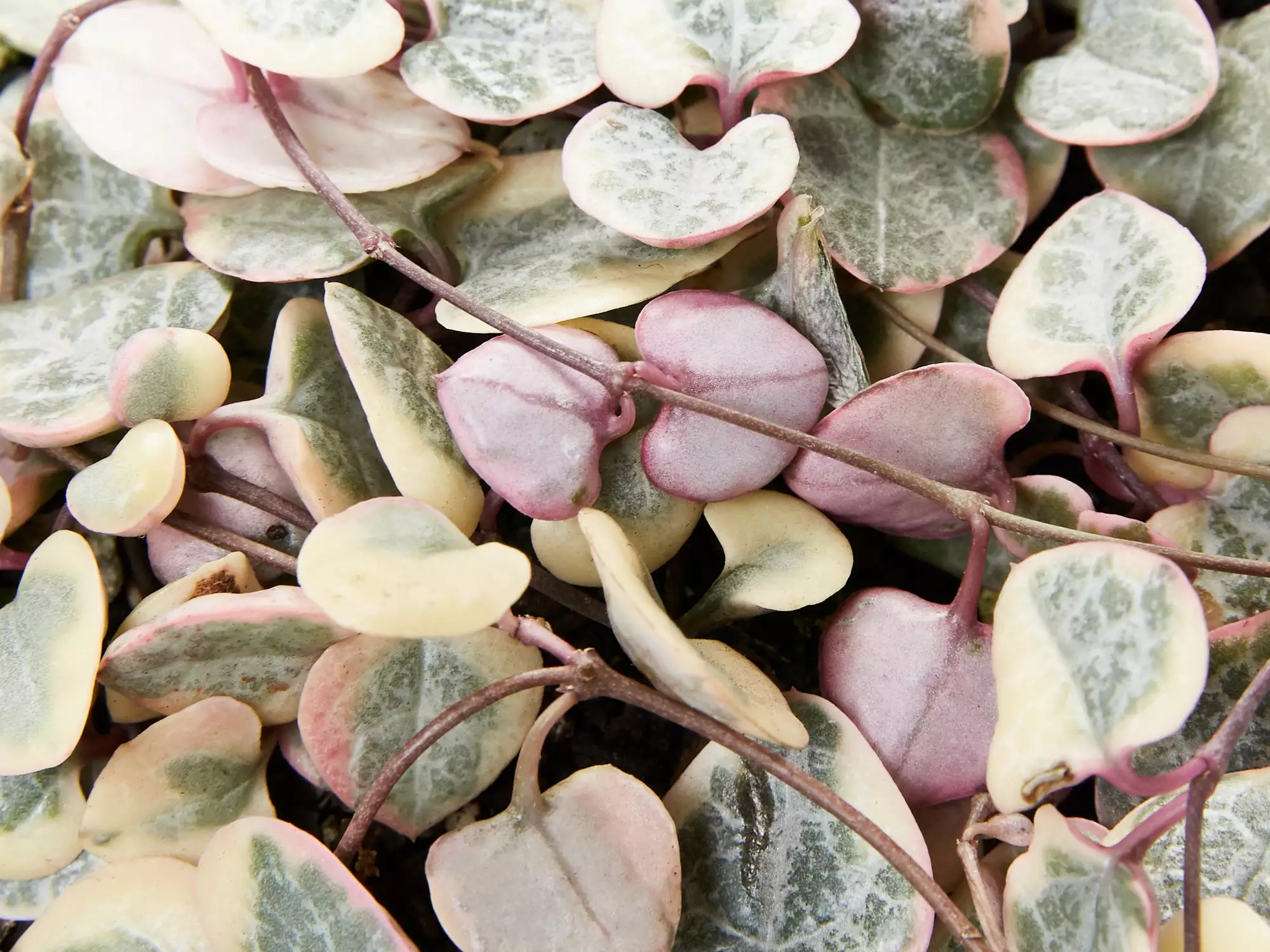 Variegated Chain Of Hearts ♡ 5 Variegated Chain Of Hearts ♡ - Image 3