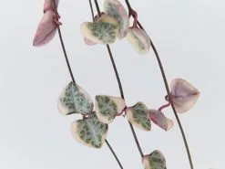 Variegated Chain Of Hearts ♡ 15 Variegated Chain Of Hearts ♡ -Plants in a Box Sales Shop CEROPEGIA WOODII VARIEGATED detail 2