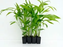 Chamaedorea Klotzschiana