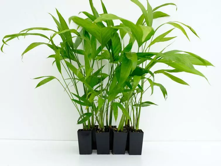 Chamaedorea Klotzschiana 3 Chamaedorea Klotzschiana