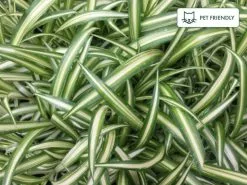 Chlorophytum Comosum Picturatum -Plants in a Box Sales Shop CHLCOP Pet d31c8479 c8ea 4e56 805c 996658a54a45