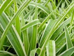 Variegated Spider Plant - Chlorophytum Comosum Variegatum -Plants in a Box Sales Shop CHLCOV1 RS 83389e9e 6323 44bc ae9f d797afaee29b