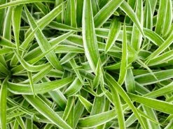 Variegated Spider Plant - Chlorophytum Comosum Variegatum -Plants in a Box Sales Shop CHLCOV2 RS 5c3777fa 886f 4337 ad3c 7c92e8d70cdd