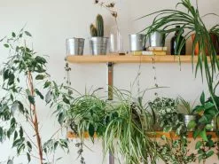 Variegated Spider Plant - Chlorophytum Comosum Variegatum -Plants in a Box Sales Shop CHLCOV2 RS ad0e5086 1461 4952 9f4c bbb3da09a833