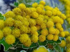 Chrysanthemum Silver And Gold 8 Chrysanthemum Silver And Gold -Plants in a Box Sales Shop CHRSIG RS e7c2d1dd 3abc 4f0b 9035 90c59af0e86f