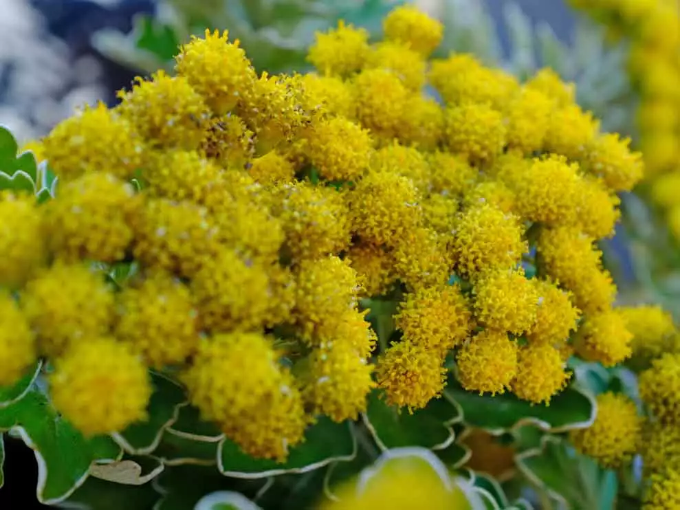 Chrysanthemum Silver And Gold 5 Chrysanthemum Silver And Gold - Image 3