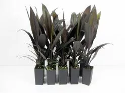 Cordyline Mixed Pack -Plants in a Box Sales Shop CORCAB RS 618x458 crop center 2x.progressive 62422402 a2b2 4fed a1f6 16da234b634e