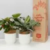 Elho Eco Friendly â™»ï¸Gift Box - Pick Your Own Houseplant -Plants in a Box Sales Shop CORPORATE 4