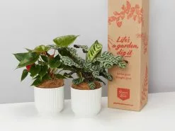 Elho Eco Friendly â™»ï¸Gift Box - Pick Your Own Houseplant