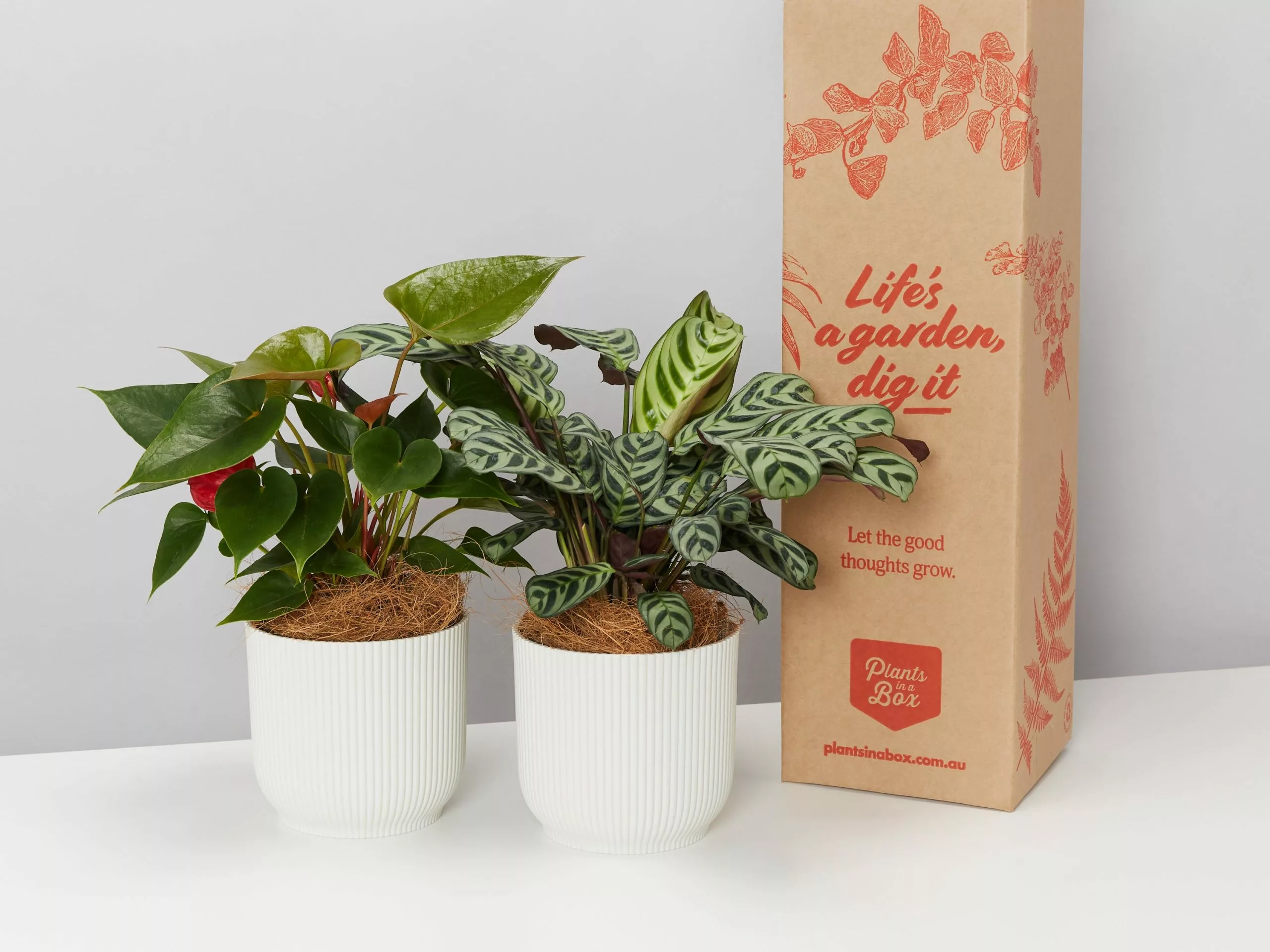 Elho Eco Friendly â™»ï¸Gift Box - Pick Your Own Houseplant 3 Elho Eco Friendly â™»ï¸Gift Box - Pick Your Own Houseplant