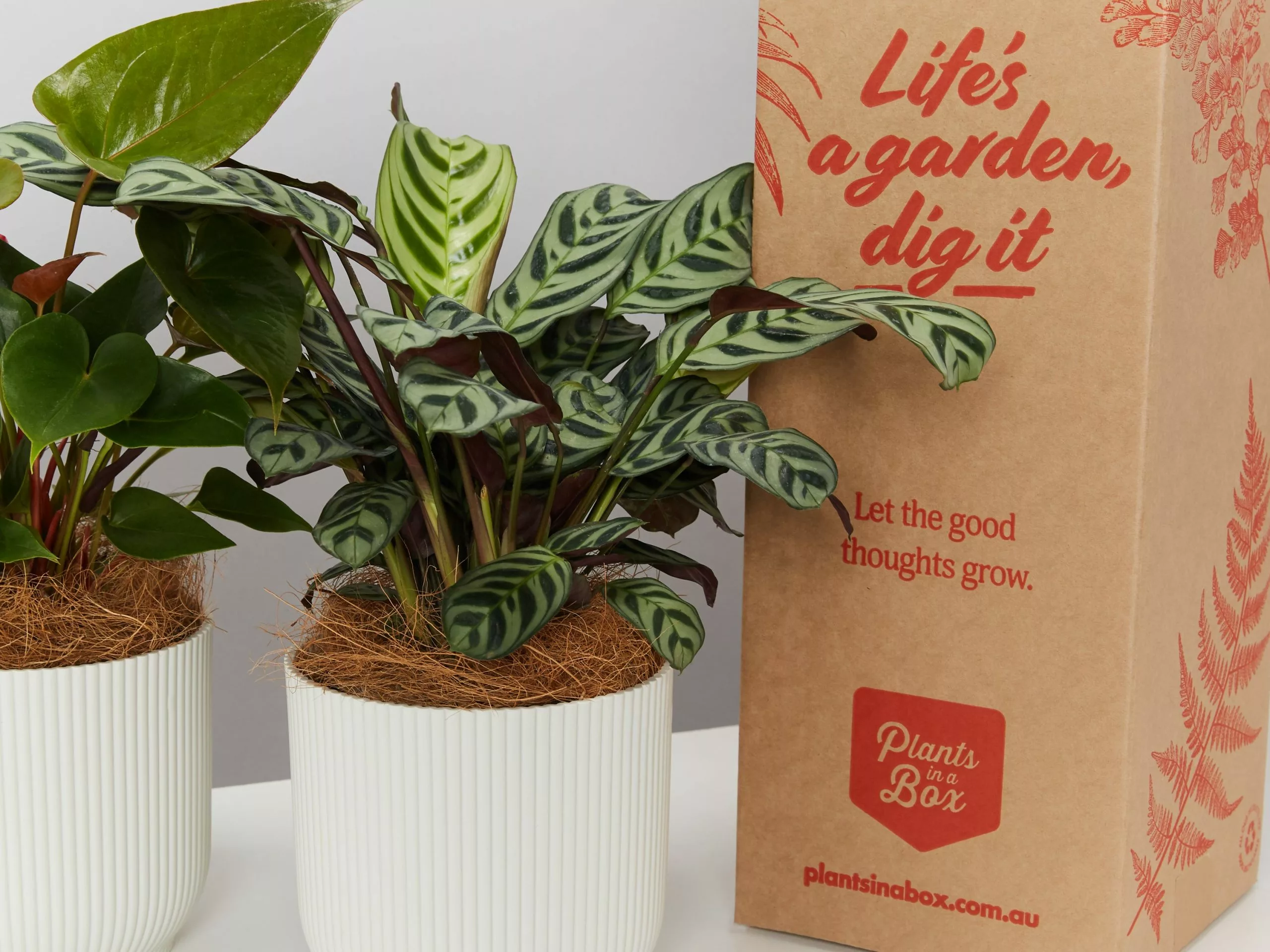 Elho Eco Friendly â™»ï¸Gift Box - Pick Your Own Houseplant 20 Elho Eco Friendly â™»ï¸Gift Box - Pick Your Own Houseplant - Image 18