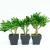 Crassula Ovata Gollum - Big Babe -Plants in a Box Sales Shop CRAGOL85 RS