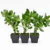 Crassula Ovata Red Edge - 85mm -Plants in a Box Sales Shop CRAOVR85 RS