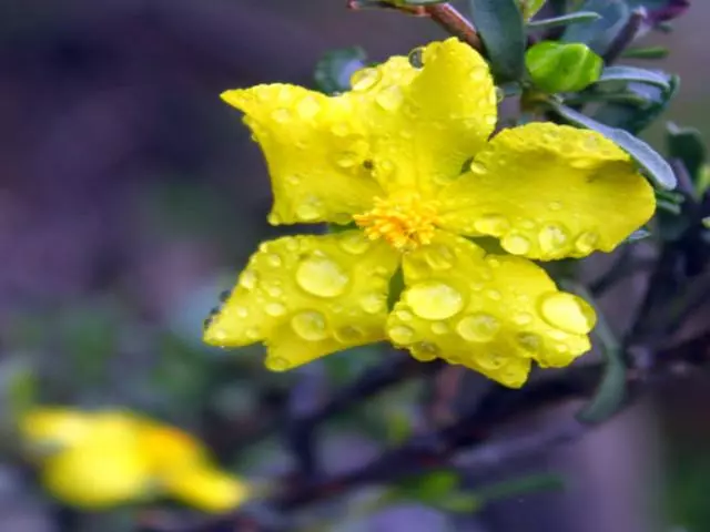 Hibbertia Vestita Little Rocker 4 Hibbertia Vestita Little Rocker - Image 2