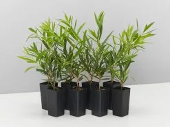 Callistemon Viminalis Wilderness White -Plants in a Box Sales Shop CaallistemonWilernessWhite 8plants a8b25d9d 4358 40f2 aaef aecac3643146