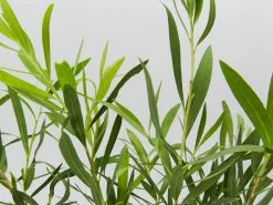 Callistemon Viminalis Wilderness White -Plants in a Box Sales Shop CaallistemonWilernessWhite detail a4672a56 49fc 42f2 818a 21cb2c39d95a