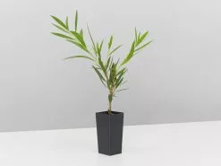 Mixed Callistemon Box -Plants in a Box Sales Shop CaallistemonWilernessWhite single 1b18930f 039c 4035 95e3 b5081d777a85