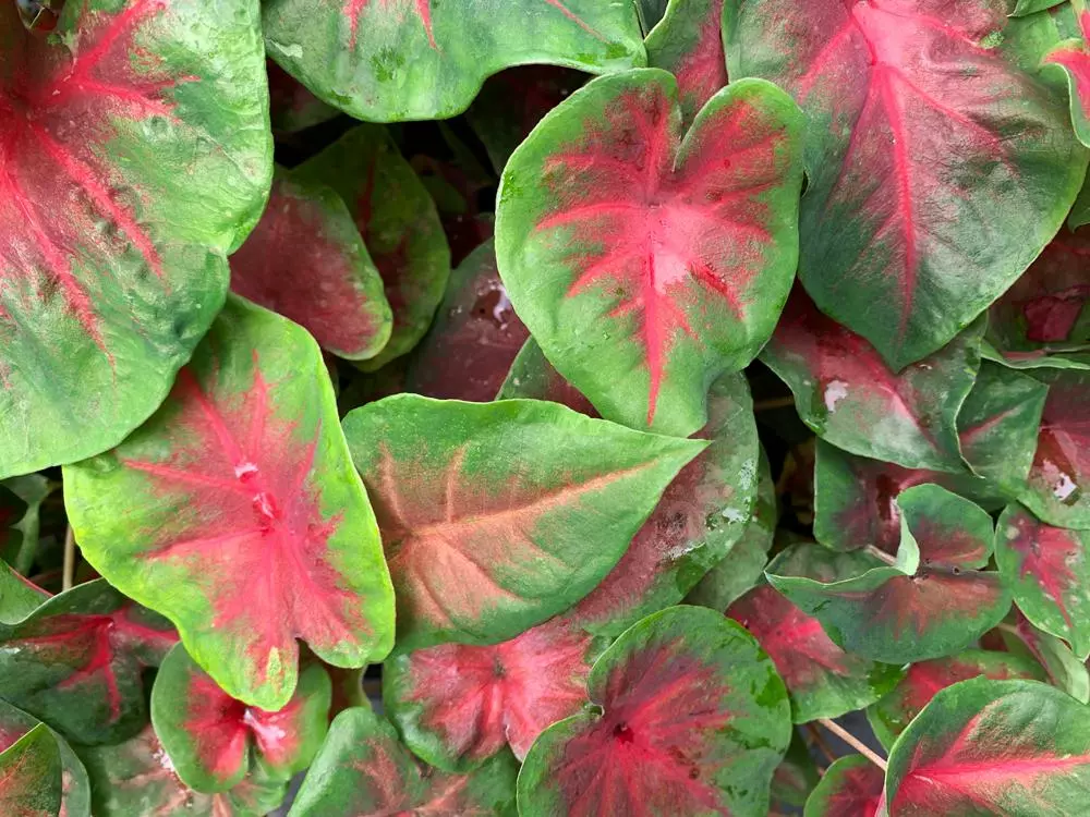 Caladium Bicolour Red Belly 4 Caladium Bicolour Red Belly - Image 2