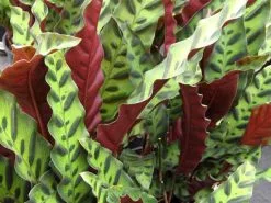 Calathea Insignis Rattle Snake Box -Plants in a Box Sales Shop Calathea Insignis 2 05905f4f 4d94 4e90 931e af9d9cc23bc7