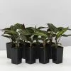 Calathea Beauty Star -Plants in a Box Sales Shop CalatheaBeautyStar 8plants d72a6bdc be82 4061 82d6 a95877eada9d