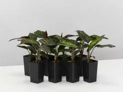 Calathea Beauty Star