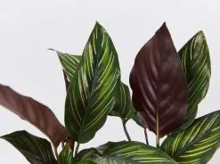 Calathea And Ctenanthe Houseplant Pack - Large -Plants in a Box Sales Shop CalatheaBeautyStar detail f440526c 4afb 459a 918f 56d2c94819d3