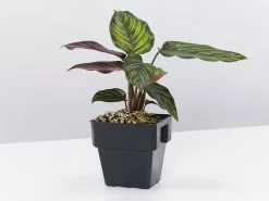 Calathea Beauty Star -Plants in a Box Sales Shop CalatheaBeautyStar single 1