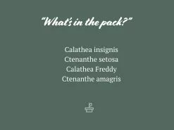 Calathea And Ctenanthe Houseplant Pack -Plants in a Box Sales Shop CalatheaCtenanthe