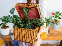 Calathea And Ctenanthe Houseplant Pack - Large