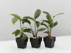 Calathea Louisae Freddy 13 Calathea Louisae Freddy -Plants in a Box Sales Shop CalatheaFreddy 3plants 5ffb436d cf8b 4bd9 85e3 ac0e48ded058