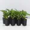 Calathea Louisae Freddy -Plants in a Box Sales Shop CalatheaFreddy 8 plants cd491be2 6933 4b4c 92b3 e9f4523e0d7c