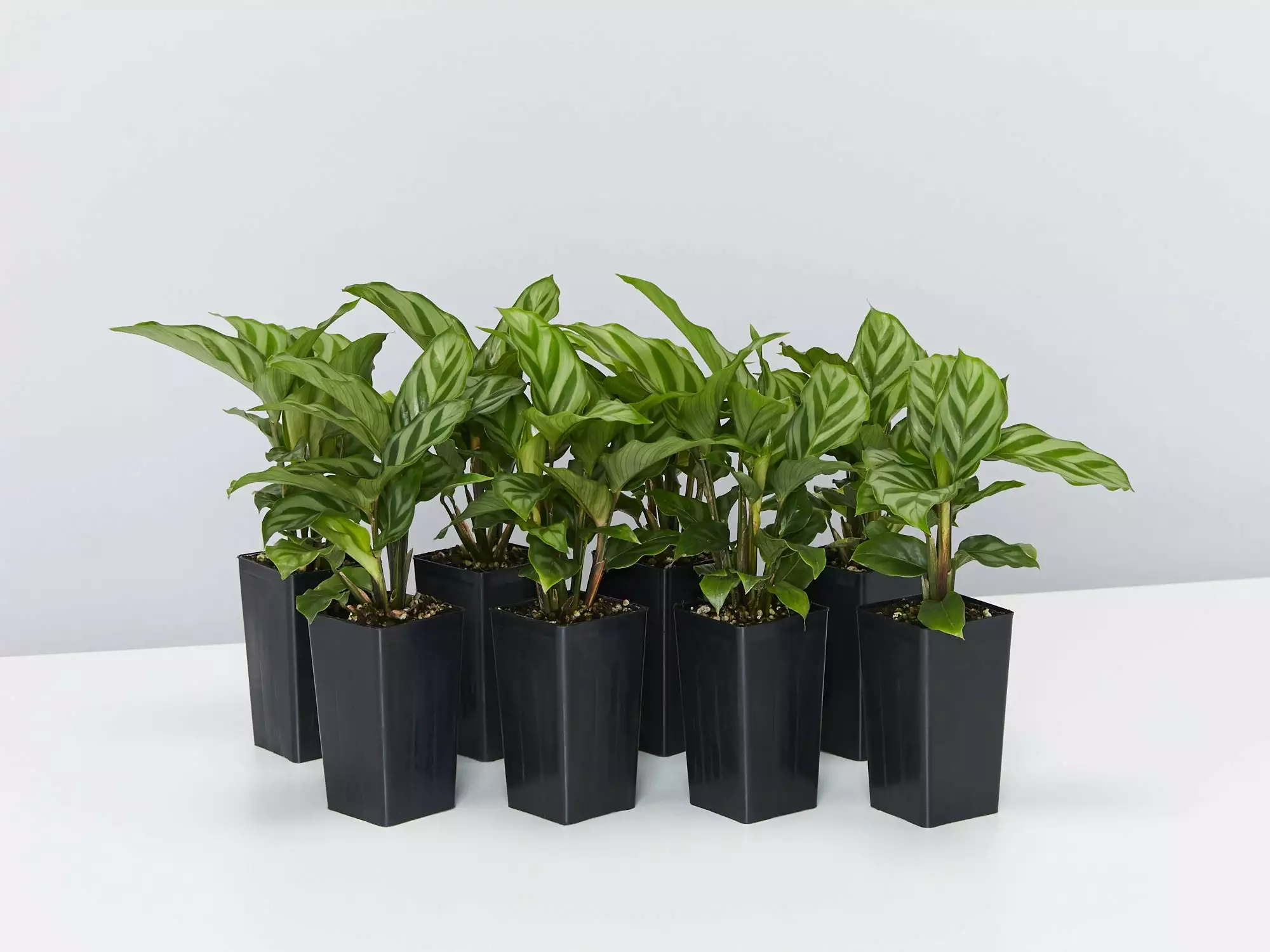 Calathea Louisae Freddy 3 Calathea Louisae Freddy