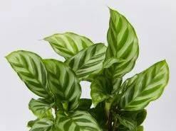 Calathea And Ctenanthe Houseplant Pack - Large -Plants in a Box Sales Shop CalatheaFreddy detail 4864b89e ae97 4614 a6ff ed7ddeb6a65c