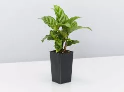 Calathea Louisae Freddy 10 Calathea Louisae Freddy -Plants in a Box Sales Shop CalatheaFreddy single e5771602 8fc1 4d3f 98fb 510f9ba9eff3