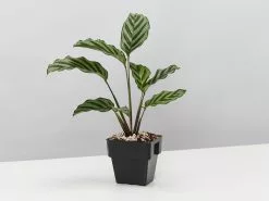 Calathea And Ctenanthe Houseplant Pack - Large -Plants in a Box Sales Shop CalatheaFreddy single f6003539 27a2 43a3 af72 42342bdac42f