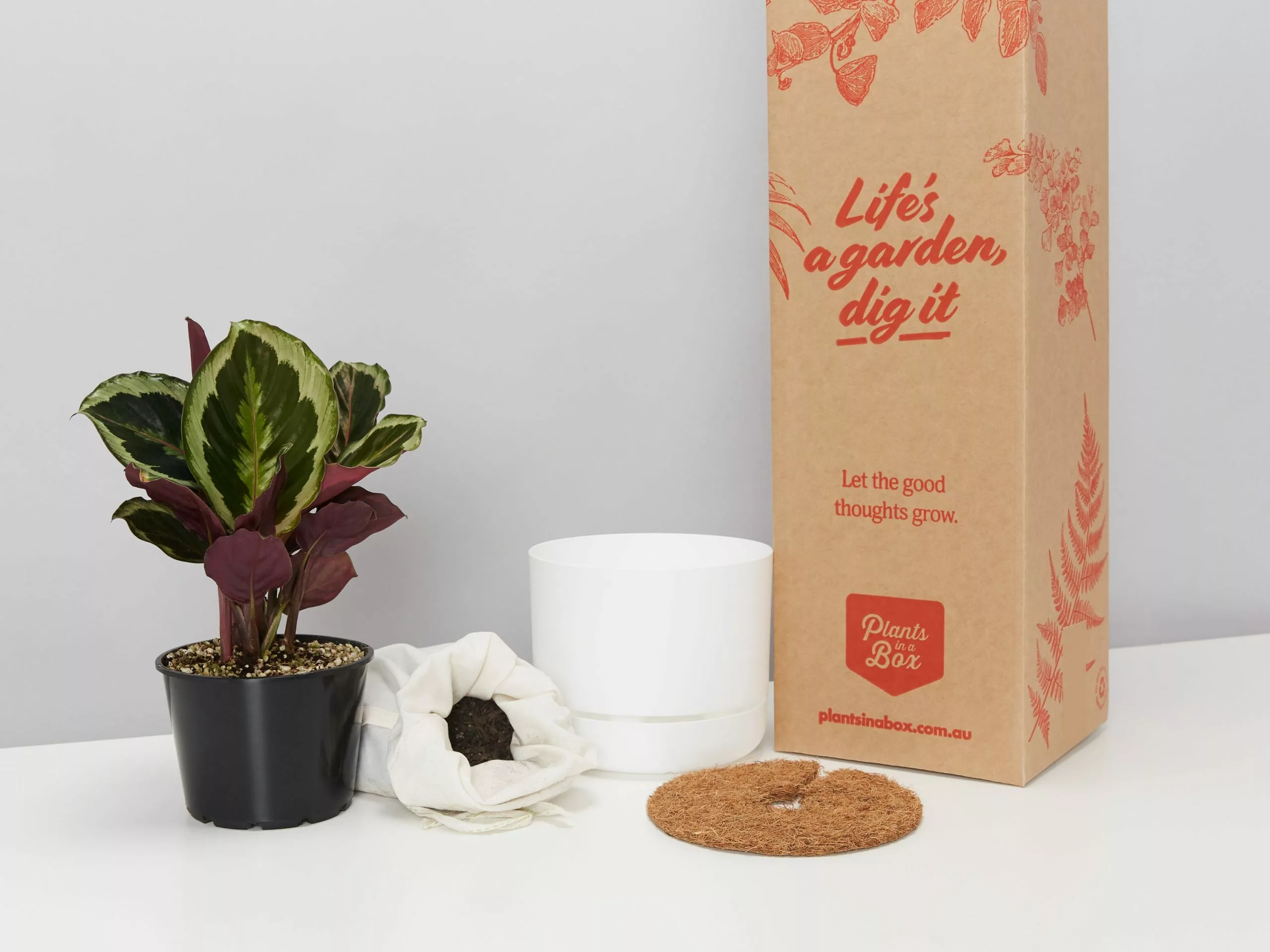 Calathea Julia - Pot + Plant + Soil 6 Calathea Julia - Pot + Plant + Soil - Image 4