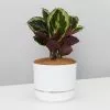 Calathea Roseopicta Medallion - Pot + Plant + Soil -Plants in a Box Sales Shop CalatheaJulia125SMrKitlyWhite single