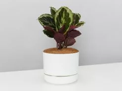 Calathea Julia - Pot + Plant + Soil