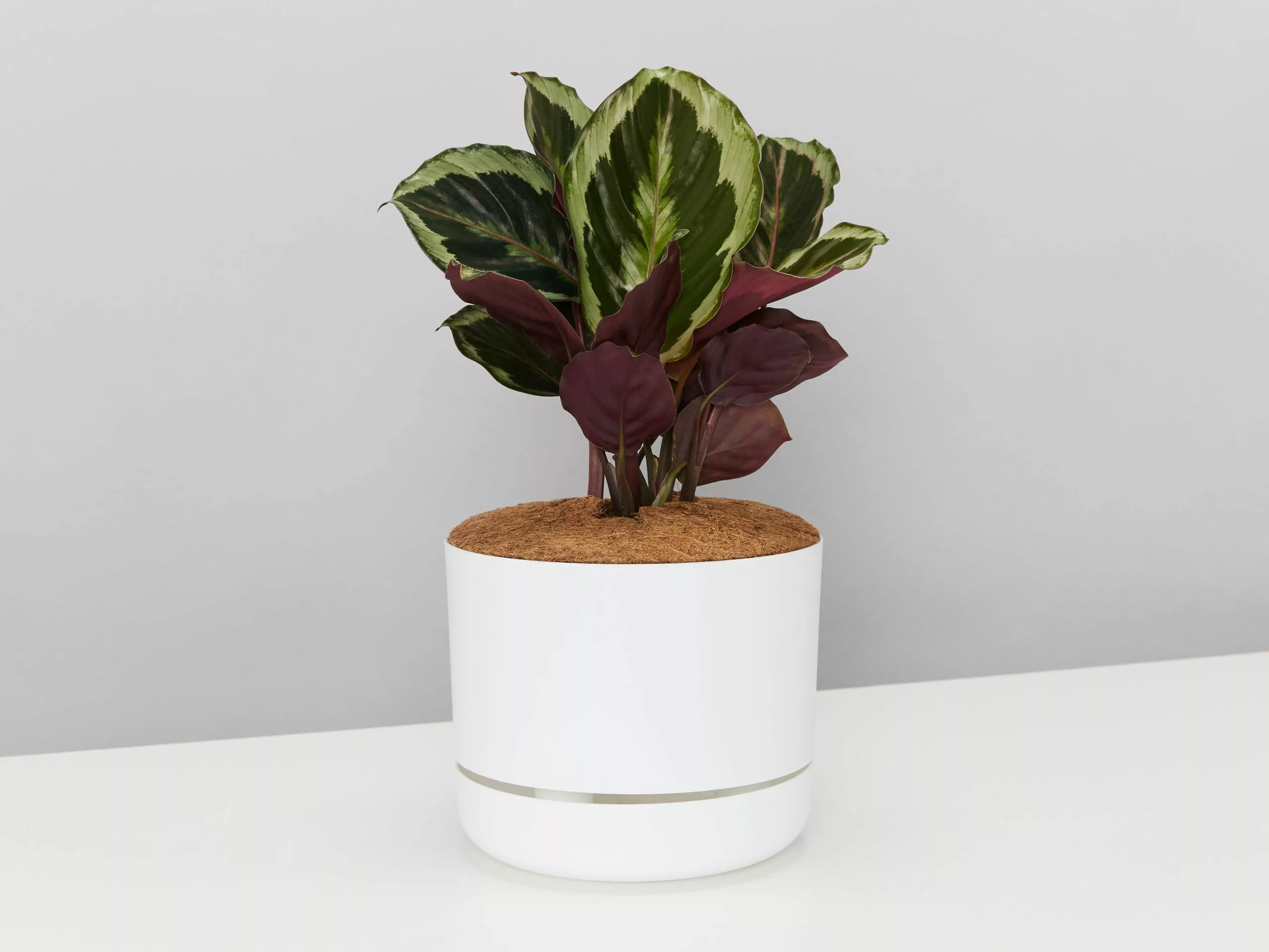 Calathea Julia - Pot + Plant + Soil 3 Calathea Julia - Pot + Plant + Soil