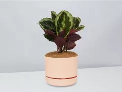 Calathea Julia - Pot + Plant + Soil 28 Calathea Julia - Pot + Plant + Soil -Plants in a Box Sales Shop CalatheaJulia ApricotPot