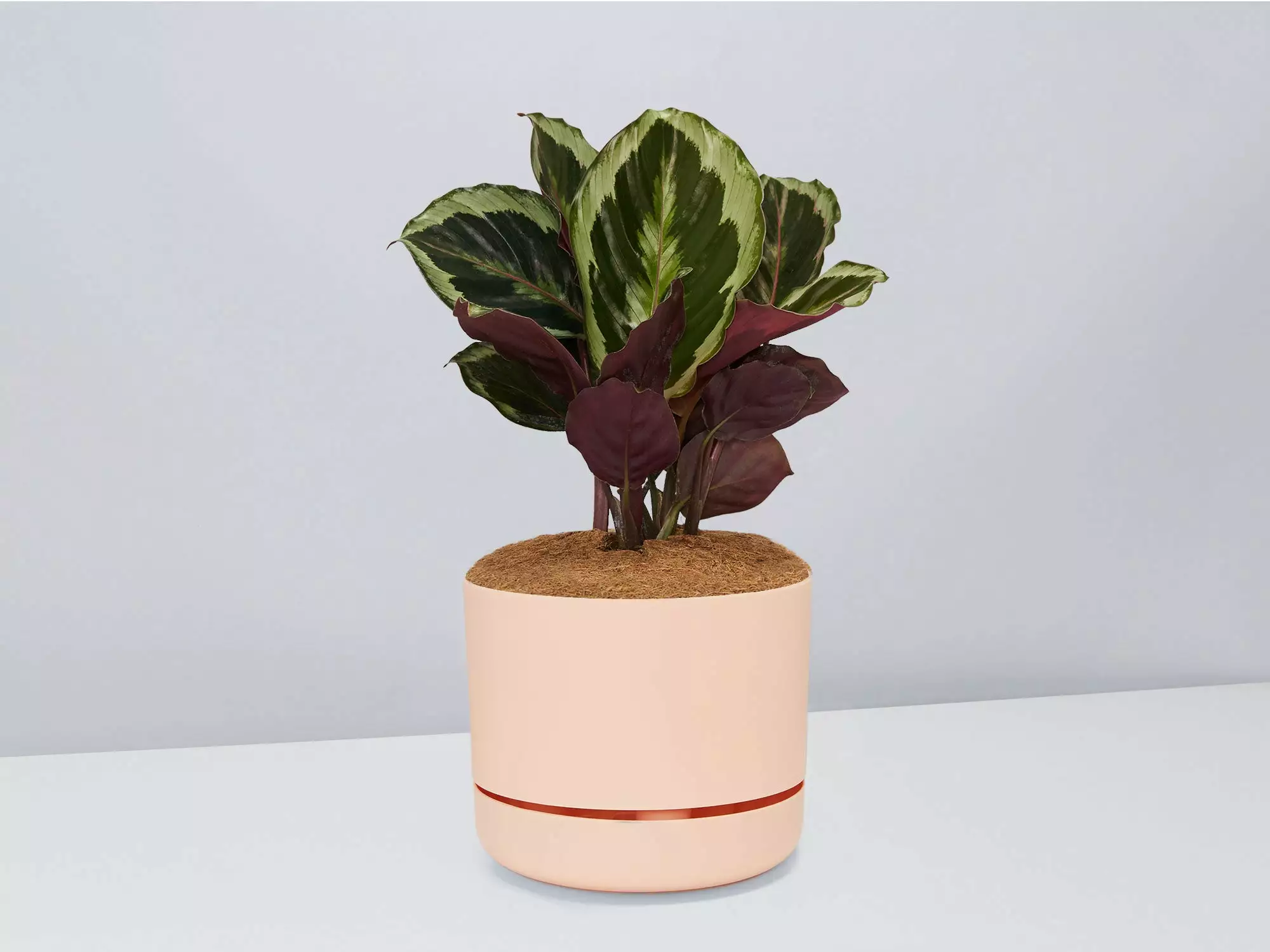 Calathea Julia - Pot + Plant + Soil 13 Calathea Julia - Pot + Plant + Soil - Image 11