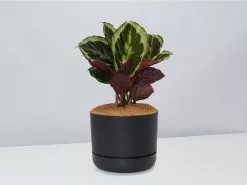 Calathea Julia - Pot + Plant + Soil 22 Calathea Julia - Pot + Plant + Soil -Plants in a Box Sales Shop CalatheaJulia BlackPot