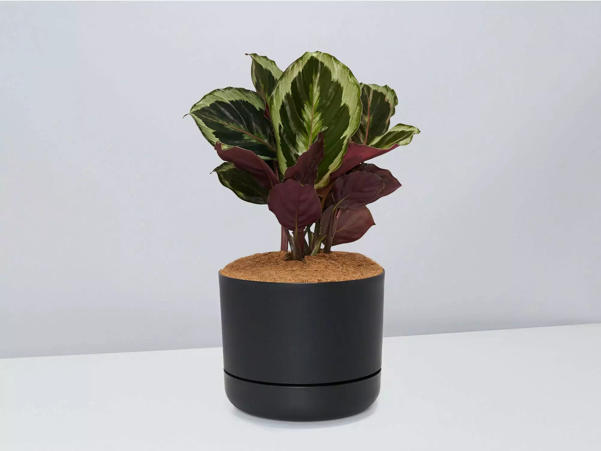 Calathea Julia - Pot + Plant + Soil 7 Calathea Julia - Pot + Plant + Soil - Image 5